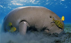 dugong-tour