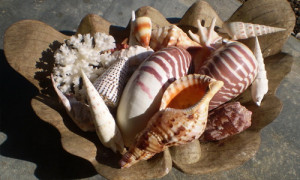 vanuatu shells