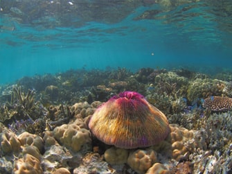 Uri-Marine-Reserve-Snorkelling-Tour-2