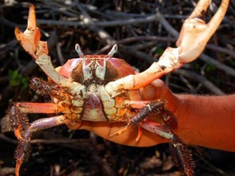 Crab-Bay-Mangrove-Forest-Tour